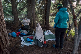 Our cozy bivy spot in a copse of hemlocks