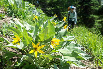 Arrowleaf Balsamroot