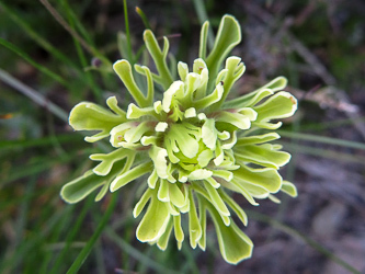 Indian Paintbrush