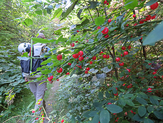 Red huckleberries