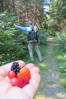 Thimble berry, red huckleberry, black berry, and salmon berry