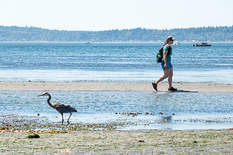 Great Blue Heron