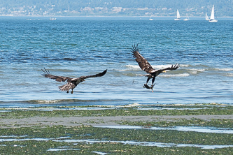 Juvenile bald eagles