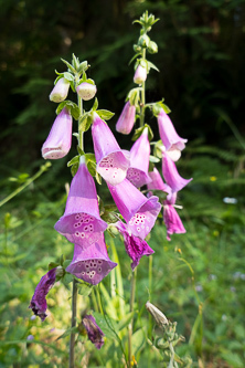 Foxglove