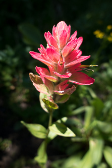 Indian Paintbrush