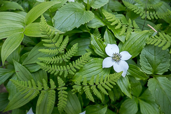 Bunchberry dogwood and oak fern