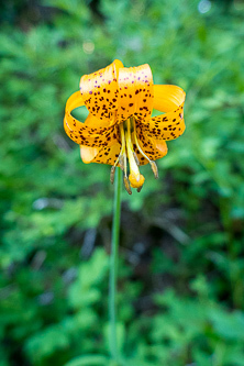 Tiger lilly