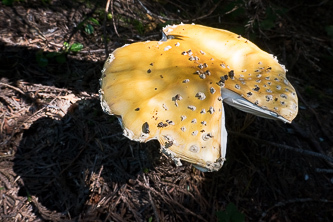 Amanita?