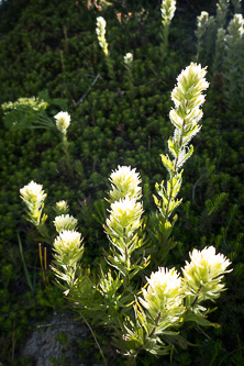 Indian paintbrush