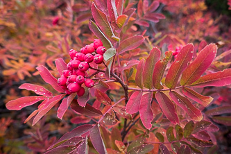 Mountain Ash