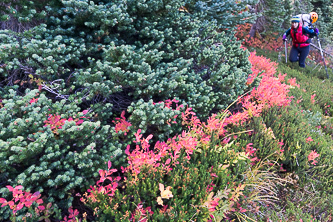 Spruce, huckleberry and heather