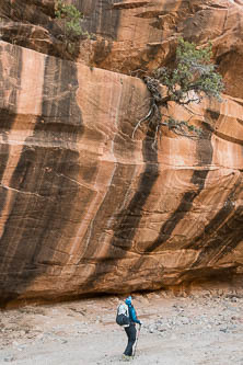 Hanging juniper garden