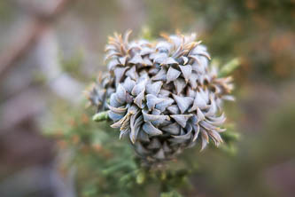 Gall midge on a juniper