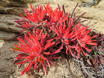 Indian Paintbrush