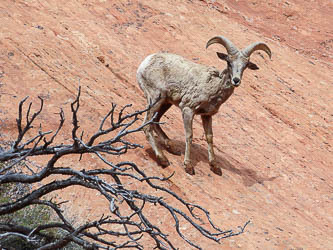 We accidentally flushed a bighorn sheep that was eating in a verdant pothole.