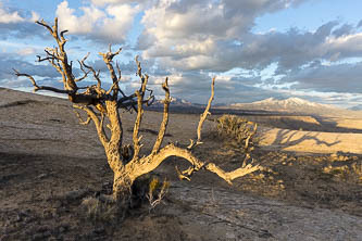 Juniper snag on the Waterpocket Fold