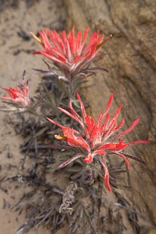 Indian Paintbrush