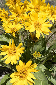 Balsamroot