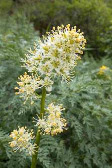 Death Camas