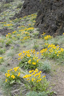 Balsamroot