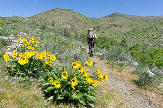 Balsamroot near the Waterworks Canyon Trailhead