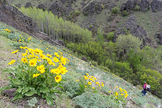 Balsamroot