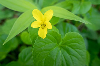 Wood Violet