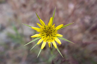 Yellow Salsify