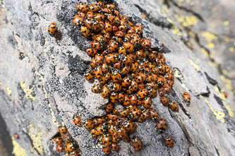 Summit ladybugs