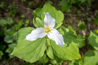 Trillium