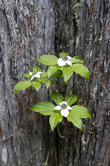 Bunchberry dogwood on a cedar