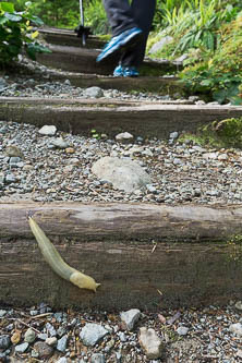 Banana slug