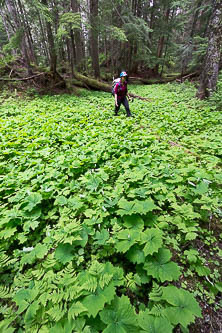 Vanilla leaf meadow