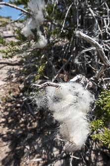 Mountain goat hair