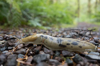 Pacific banana slug