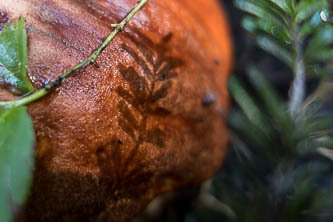 Hemlock shadow on a mushroom