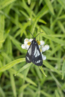 Police car moth on a pearly everlasting