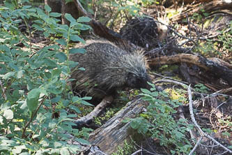 Porcupine