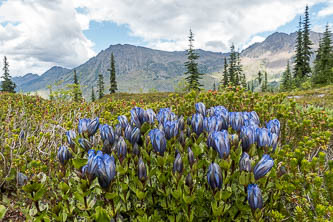 Gentians and Big Chiwaukum