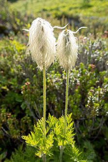 Pasque Flower