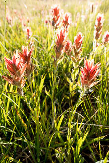 Indian paintbrush