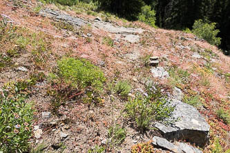 One of the more obvious parts of the abandoned trail on the way down to Cabin Creek.