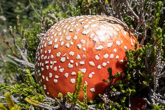 Amanita