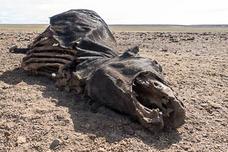 Dead cow at White Rock Reservoir