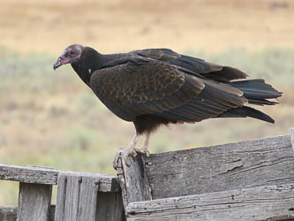 Turkey vulture