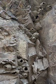 Cliff swallow nests