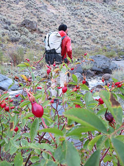 Rose hips