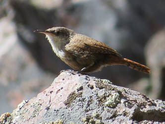 Canyon wren