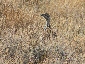 Sage grouse