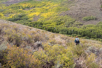 Aspen in the Big Trout Creek Valley